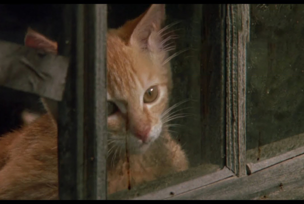 Las aventuras de Chatrán