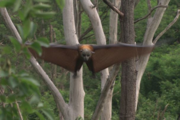 Murciélagos de la fruta