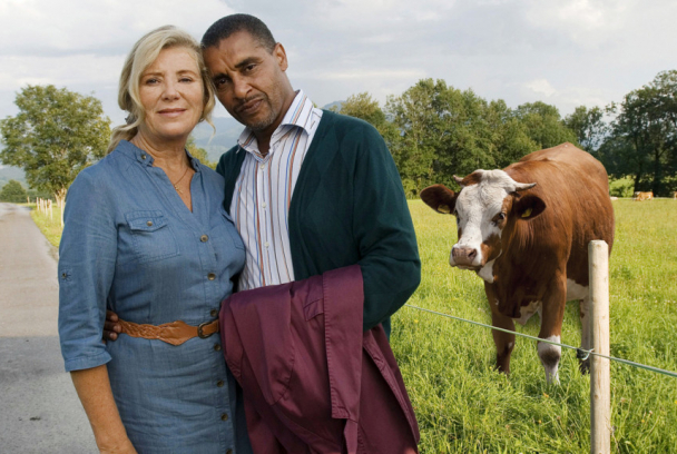 24 vaques de llet i cap home