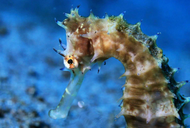 Arrecifes. Oasis de Vida