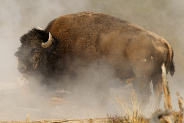 Fuerzas de la naturaleza
