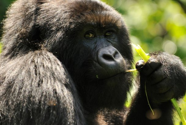 Gorilas de la montaña