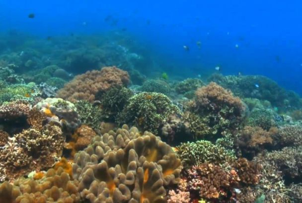 Grandes documentales: El gran azul