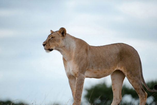 Escuela de animales: monos aulladores